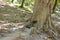 Callosciurus erythraeus running under the banyan tree in the park