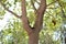 Callosciurus erythraeus running under the banyan tree in the park