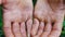 Calloused hands of a man who has worked all his life in the field with his hands. Close up view of the hands of the