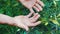 Calloused hands of a man who has worked all his life in the field with his hands. Close up view of the hands of the