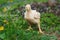 Callow broiler chick walking in a farm grass