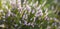 Calluna blosoom