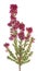 Calluna flower isolated