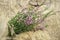 Calluna vulgaris (common heather) flowers