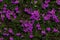 Calluna Vulgaris, common heather, ling flowers macro.