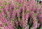 Calluna vulgaris, common heather, ling, or simply heather