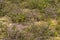 Calluna vulgaris, common heather, ling, simply heather