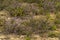 Calluna vulgaris, common heather, ling, simply heather