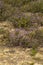 Calluna vulgaris, common heather, ling, simply heather