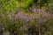 Calluna vulgaris, common heather, ling, simply heather