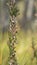 Calluna vulgaris common heather ling wild boreal swamp