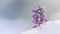 Calluna vulgaris Erica carnea winter heath in the snow