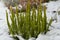 Calluna vulgaris - green heather in snow. A bunch of Erica carnea, flowering subshrub plant shoot at winter time