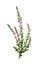 Calluna vulgaris heath, ling or simply heather or Heath or ling flower. Antique hand drawn field flowers illustration. Vintage a