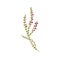 Calluna vulgaris herb. Common heather flower. Modern botanical drawing of wild field plant, delicate ling sprig. Flat