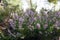 Calluna vulgaris small perennial shrub in bloom full of small tiny flowers