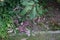 Calluna vulgaris  is the sole species in the genus Calluna in the flowering plant family Ericaceae. Berlin, Germany