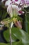 Callus Paphiopedilum Slipper Orchid