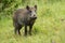 Calm adult wild boar looking on green grass in summer time.