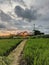 calm in the afternoon from the corner of the rice fields