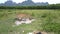 Calm Asian buffaloes bathe in puddle on field bird eye view