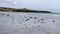 Calm Atlantic Ocean surf, seaweed on a wet sandy beach, and a typical Irish seaside landscape on a summer day