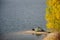 A calm autumn day, a fisherman`s tent spread on the edge of the lake. Yellow leaves of trees.