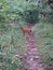 Calm baby deer with human curiosity