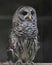 Calm Barred Owl eyes wide open