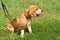 Calm beagle dog resting in park