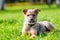 Calm beautiful puppy posing sitting on grass