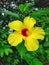 Calm and Beautiful Yellow Hibiscus Flower Blooming On Early Morning