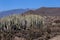 Calm Cactus Plants in front of Volcanic Hills of Tenerife Island, Canary, Spain
