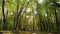 Calm Camera Flight Through Green Summer Autumn Forest. Sun Sunlight Through Woods And Trees In Park Forest Landscape