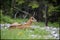 Calm carpathian chamois, rupicapra rupicapra, lying down on a rock in summer mountains. Tranquil chamois resting rock from profile