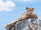 Calm Cheetah laying on a rock in Massai Mara in Kenya