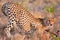 Calm Cheetah stretching in Massai Mara Africa on golden grass