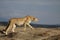 Calm Cheetah walking around in Serengeti National Park in Tanzania