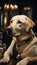 Calm Confident Canine Swag Labrador\\\'s Striking Presence