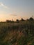 Calm countryside. Field with herbs and flowers.