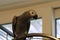 A calm and cute portrait shot of a young African Grey Parrot