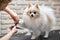 calm cute spitz at grooming procedure, get hair cut by professional groomer in salon