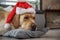 Calm dog resting on cushion