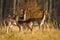 Calm fallow deer herd standing on meadow in autumn.