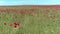 A calm flight over a field of red poppies, aerial view. Shot. Aerial view of red poppy field