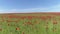 A calm flight over a field of red poppies, aerial view. Shot. Aerial view of red poppy field