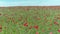 A calm flight over a field of red poppies, aerial view. Shot. Aerial view of red poppy field