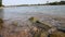 Calm floating big river with stones and rocks and a natural environment with clear water and tranquil scenery meditative hiking