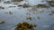 Calm floating brown seaweed in fjord waves by sea shore