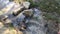 Calm flow of a small creek in the park in the afternoon